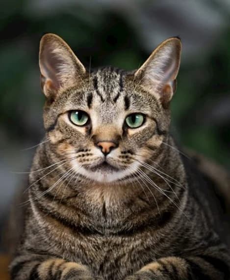 Original reference photo of the tabby cat used for this knight video