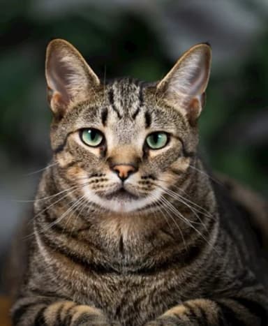 Animal reference photo used for the live Knight Cat example